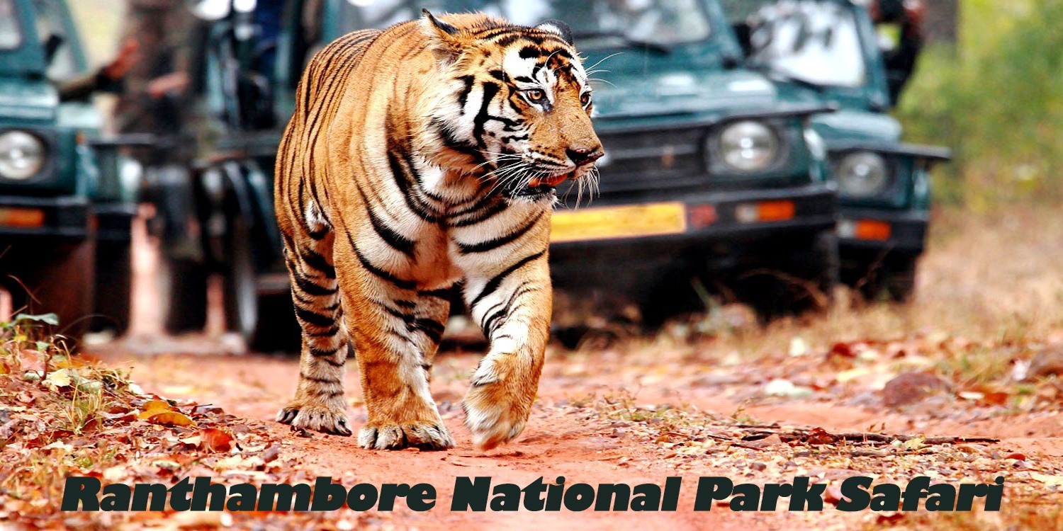 ranthambore national park safari